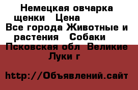 Немецкая овчарка щенки › Цена ­ 20 000 - Все города Животные и растения » Собаки   . Псковская обл.,Великие Луки г.